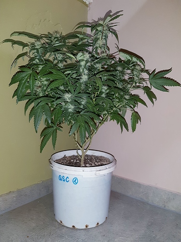 Growreport Bild 1