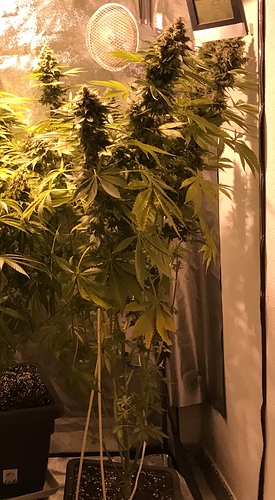 Growreport Bild 1