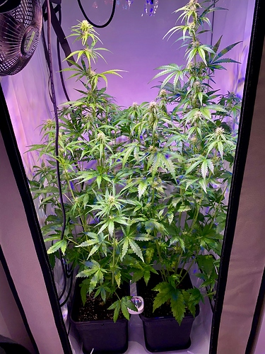 Growreport Bild 1