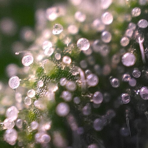 Growreport Bild 2