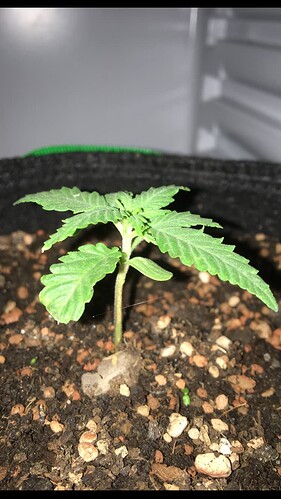Growreport Bild 3