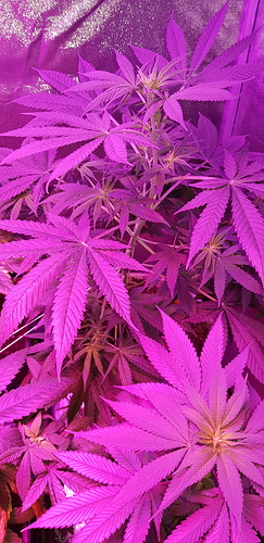 Growreport Bild 1