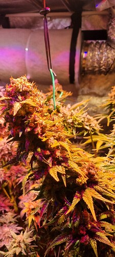 Growreport Bild 44