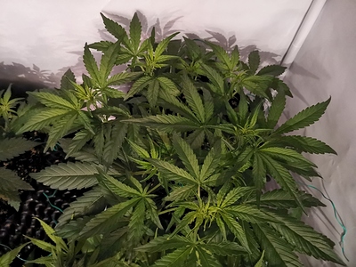 Growreport Bild 12