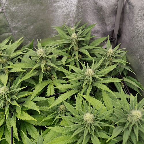 Growreport Bild 6