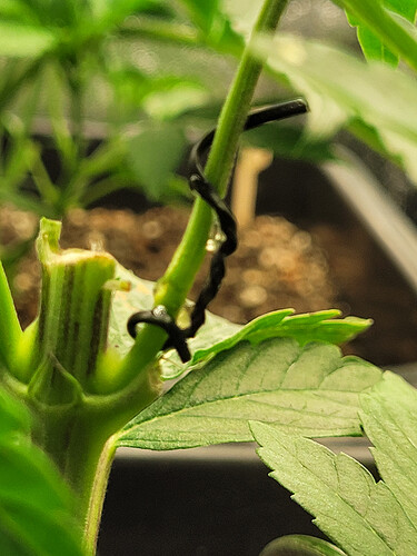 Growreport Bild 3