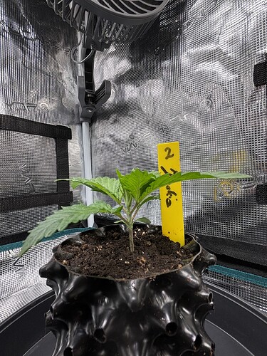 Growreport Bild 63