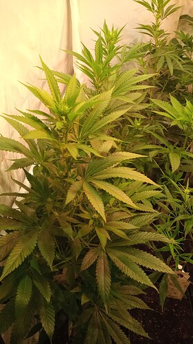 Growreport Bild 12