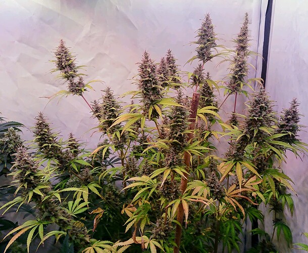 Growreport Bild 5