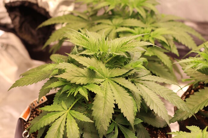 Growreport Bild 16