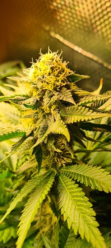 Nahaufnahme einer blühenden Cannabispflanze mit Trichomen und Pistillen.