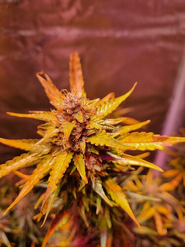 Growreport Bild 12