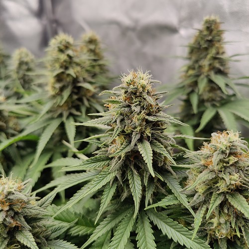 Growreport Bild 8