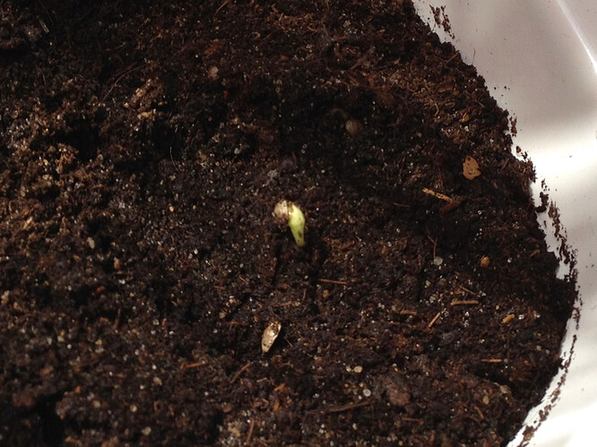 Growreport Bild 56