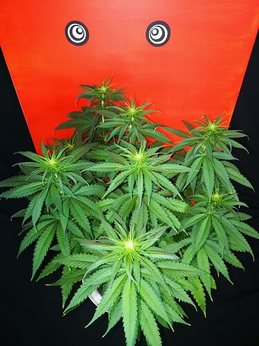 Growreport Bild 1