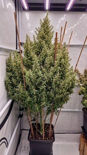 Growreport Bild 8