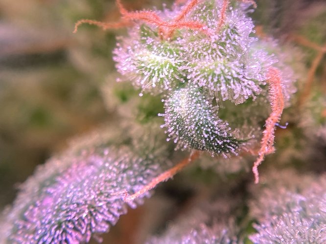 Growreport Bild 21