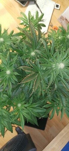 Growreport Bild 17