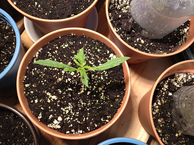Growreport Bild 89