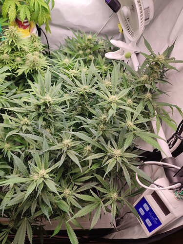 Growreport Bild 46