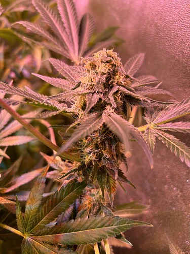 Growreport Bild 12