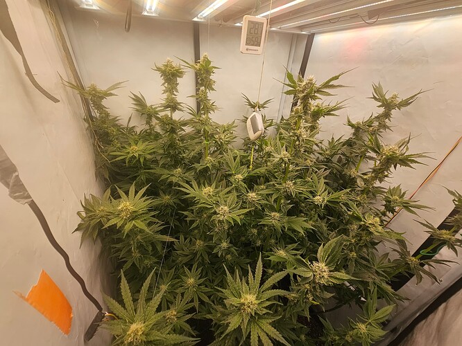 Growreport Bild 13