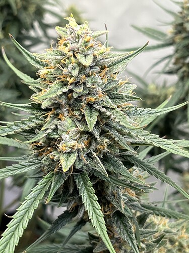 Growreport Bild 38