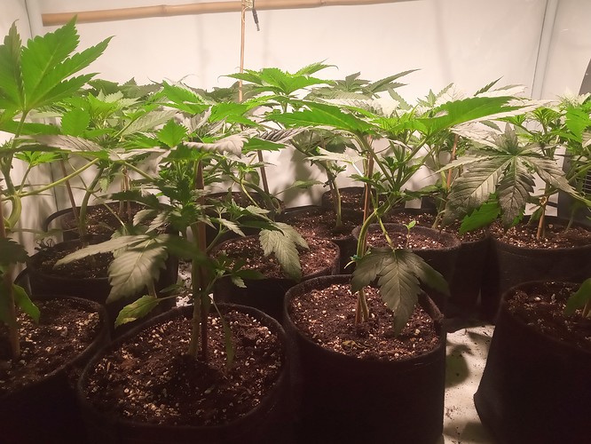 Growreport Bild 23