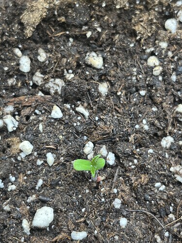 Growreport Bild 7