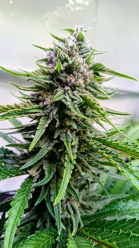 Growreport Bild 6