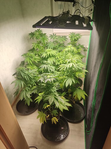 Growreport Bild 30