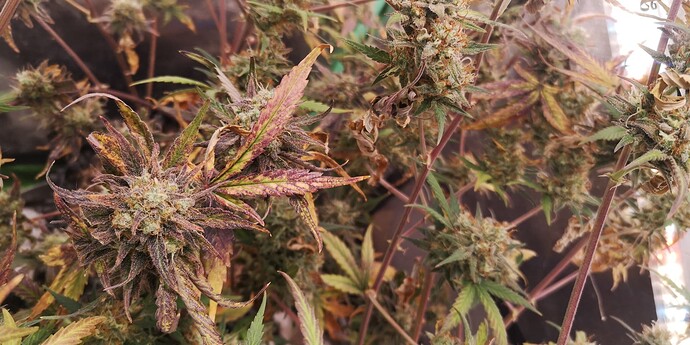 Growreport Bild 7