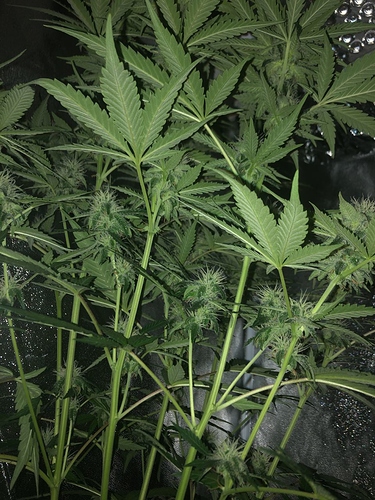 Growreport Bild 12