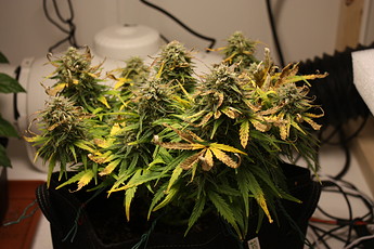 Growreport Bild 1
