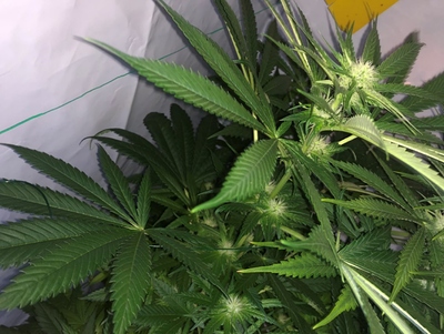 Growreport Bild 3