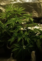 Growreport Bild 16
