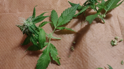 Growreport Bild 19