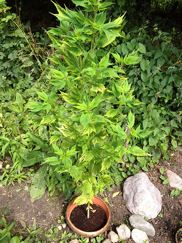 vt102_ducks-chlorose_1
