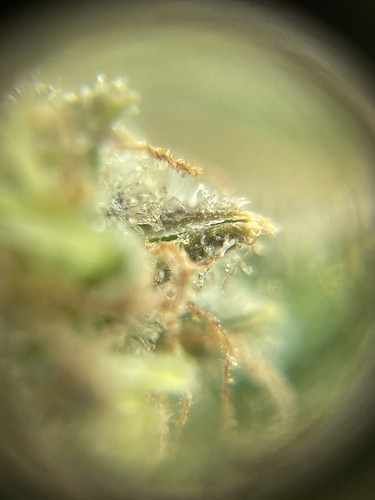Growreport Bild 5