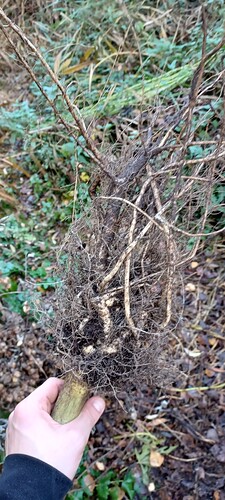 Growreport Bild 13