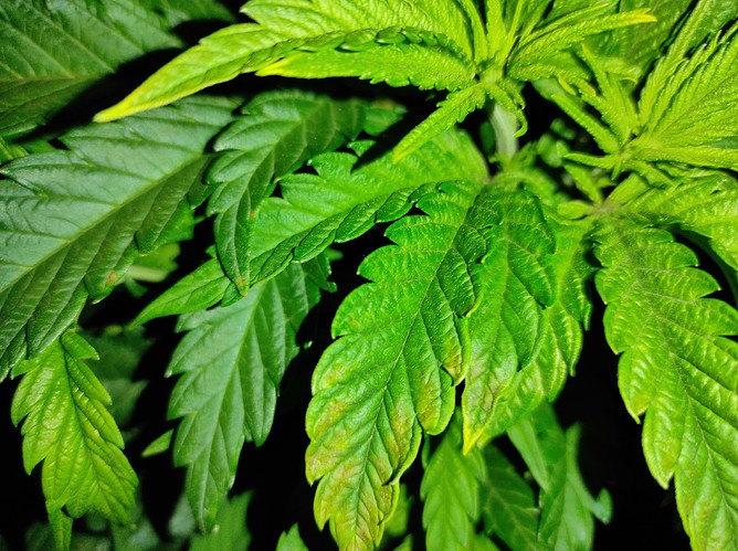 Growreport Bild 4