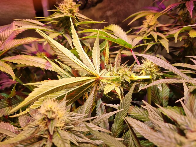 Growreport Bild 1