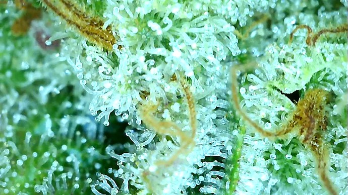 Growreport Bild 40