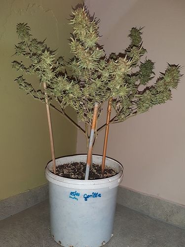 Growreport Bild 1