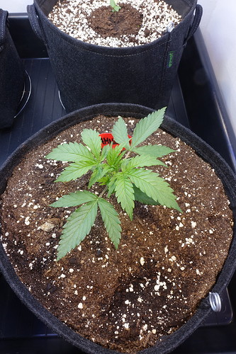 Growreport Bild 37