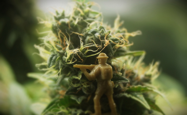 Growreport Bild 16