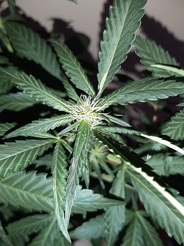 Growreport Bild 12