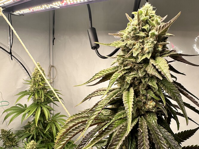 Growreport Bild 21
