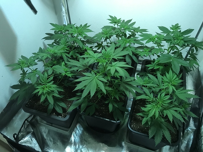 Growreport Bild 19