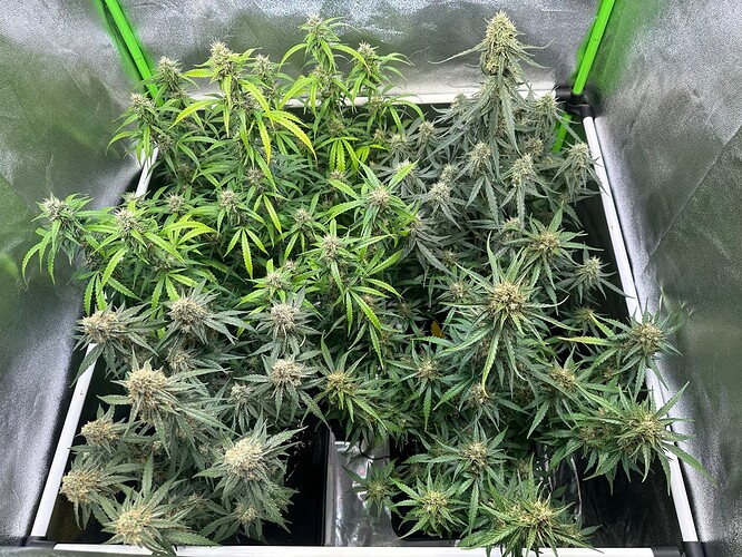 Growreport Bild 1